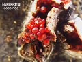 Neonectria coccinea-amf2249-1